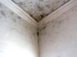 Mold Documentation for Insurance Claims in Allentown, PA