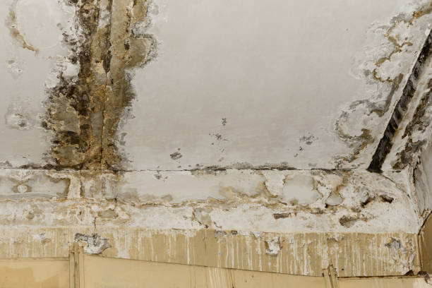 Reliable Allentown, PA Mold Remediation Solutions